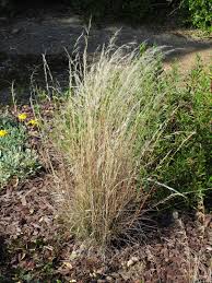 Image result for Aristida recta