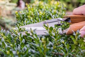 Im frühjahr sollte ein grobschnitt erfolgen, aber auf jeden fall rechtzeitig, noch bevor er neue triebe bildet. Buchsbaumhecke Schneiden Wann Wie Und Wie Viel
