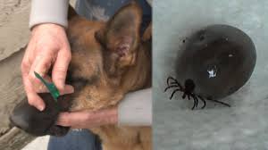What not to do if a tick's head gets stuck in your dog How To Remove A Tick Removing A Tick Without Pain Or Tweezers Removing A Tick From A Dog Youtube