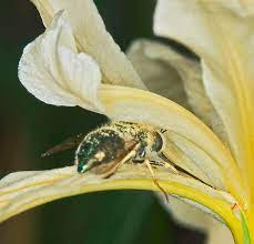 Pollination, transfer of pollen grains from the stamens, the flower parts that produce them, to the common carder bumblebee ( bombus pascuorum ) pollinating a honeysuckle ( lonicera species). Eulonchus Pollinates Iris In The Western Siskiyou Mnts Eulonchus Tristis Bugguide Net