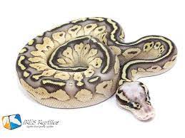 Butter Super Pastel Yellow Belly Morph List World Of Ball Pythons Ball Python Pet Snake Cute Reptiles