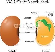 Pin On A Broad Been Seed Cut In Half