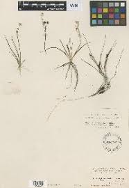 Image result for Limnophyton angolense