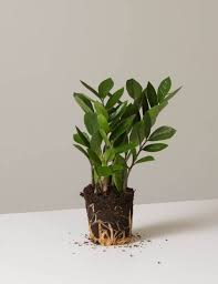 In areas of sufficient light, mature zz plants may produce blooms. Everything You Need To Know About Zz Plants Gardenista