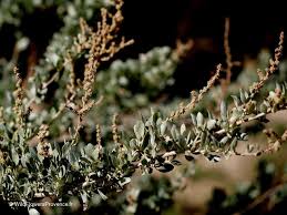 Image result for Atriplex halimus