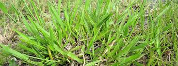Image result for Urochloa