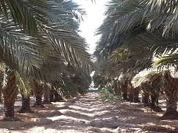 مزرعة نخيل للبيع في الشونة النموذجية Plants