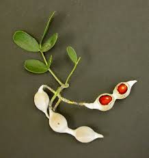 A germinating seed will first display tiny leaves, called cotyledons. Mountain Laurel