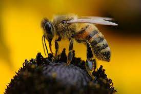 Best flowers for honey bees in florida. Bees General Common Pests In South Florida Advantage Pest Related Services