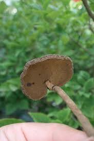 Image result for Monadenium rugosum