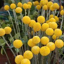It's petite and light and the color is perfect. Billy Buttons Australian Plants Online