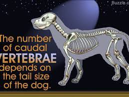 We apologize for any inconvenience. A Visual Guide To Understanding Dog Anatomy With Labeled Diagrams Dogappy