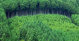 It differs from the transplantation of larger trees in arboriculture, and from the lower cost but slower and less reliable distribution of tree seeds. Alexandre Pa Twitter Large Scale Monoculture Tree Planting Is Not A Naturebasedsolution It Can Harm Biodiversity Can Pose Significant Opportunity Costs And Economic Risks To Households Https T Co Xtoy0a6lvh Cop25 Y4nature Naturebasedsols