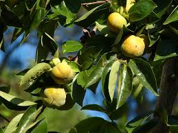 Pourquoi Les Fruits De Mon Kaki Fuyu Tombent Avant Maturite