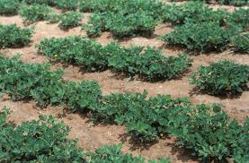 Image result for Arachis hypogaea