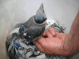 Feeding A Baby Blue Jay Fledgling Youtube