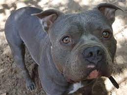 Online seit 17.07.2019 um 21:36 uhr. Rip Pitbull Mix Spike Rude 2016 Im Th Hamburg Suderstrasse Molosserforum Das Forum Fur Molosser