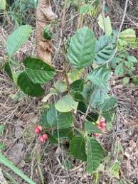 Image result for Paullinia pinnata