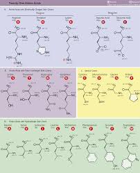 amino acids and polypeptide chains expii