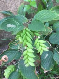 Image result for Flemingia strobilifera