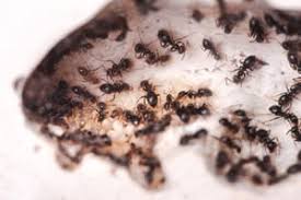 They are safer than spray poisons and can kill ants at the source. Stop Ants From Invading Your Cabinets