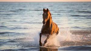 Hintergrundbilder Pferde Am Strand Kostenlos Herunterladen Bilder Und Spruche Fur Whatsapp Und Facebook Kostenlos