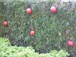 The main trunk is tied to the wires. Espaliered Fruit Trees Programmed Property Services