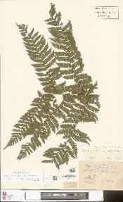 Image result for Megalastrum lanuginosum