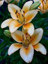Lilies Amazing Flowers Day Lilies Flowers Nature