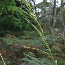 Image result for Paspalum urvillei