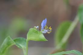 Image result for Commelina zambesica