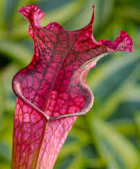 Image result for Diaphananthe sarcophylla