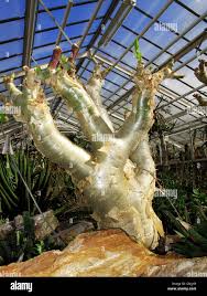 Image result for Cyphostemma lanigerum