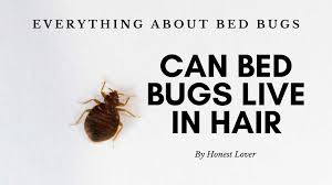 Saybyebugs.com has been visited by 10k+ users in the past month Can Bed Bugs Live In Your Hair Or On Your Body And Skin