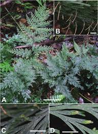 Image result for Crepidomanes