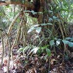 Image result for Xylopia rubescens