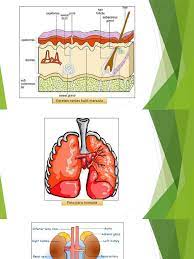 Nyatakan hasil perkumuhan organ tersebut. Perkumuhan Tahun 4