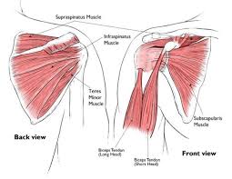 The tendons of the rotator cuff muscles fuse into one structure at or near their tuberosity insertions. Shoulder Injuries In The Throwing Athlete Orthoinfo Aaos