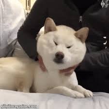 Discover and share the best gifs on tenor. Fat Face Dog