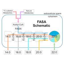 Ufiling is a free online service that allows you to securely submit your uif declarations and pay your monthly contributions. Development And Application Of Fasa A Model For Quantifying Fatty Acid Metabolism Using Stable Isotope Labeling Sciencedirect