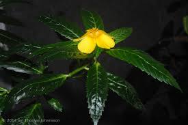 Image result for Turneraceae