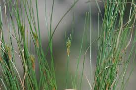 Image result for Bulbostylis sp.no.4