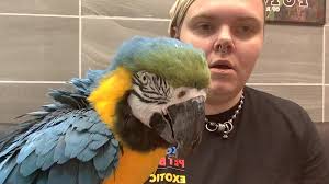 Just in- Blue & Gold Maw