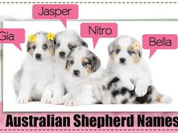 Eyes can be any pattern from blue (marbled, halves, striped, and dotted) to brown or amber. 200 Adorably Cute Names For Your Australian Shepherd Puppy Dogappy