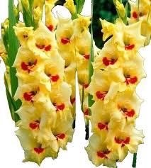 Image result for Gladiolus zambesiacus