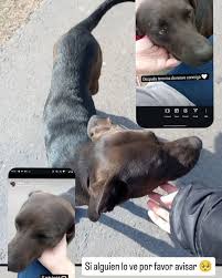 Buscamos a Chinchu 😭❤️