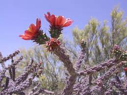 The photograph may be purchased as wall art, home decor, apparel, phone cases, greeting cards, and more. Cholla Photos See These Amazing Desert Cacti Live Science