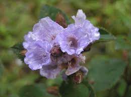 What triggers the massive flowering every 12 years is not known. The Neelakurinji Flower That Blooms Only Once Every 12 Years Flowers Bloom World Map App