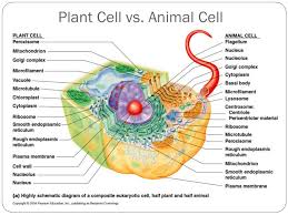 Flagellum (singular) is hair like helical structure emerges from cell wall and cell membrane. The Cell Mr Ramos Ppt Video Online Download