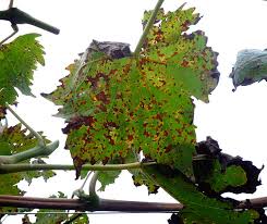 ブドウ斑点細菌病 農業害虫や病害の防除 農薬情報 病害虫 雑草の情報基地 全国農村教育協会